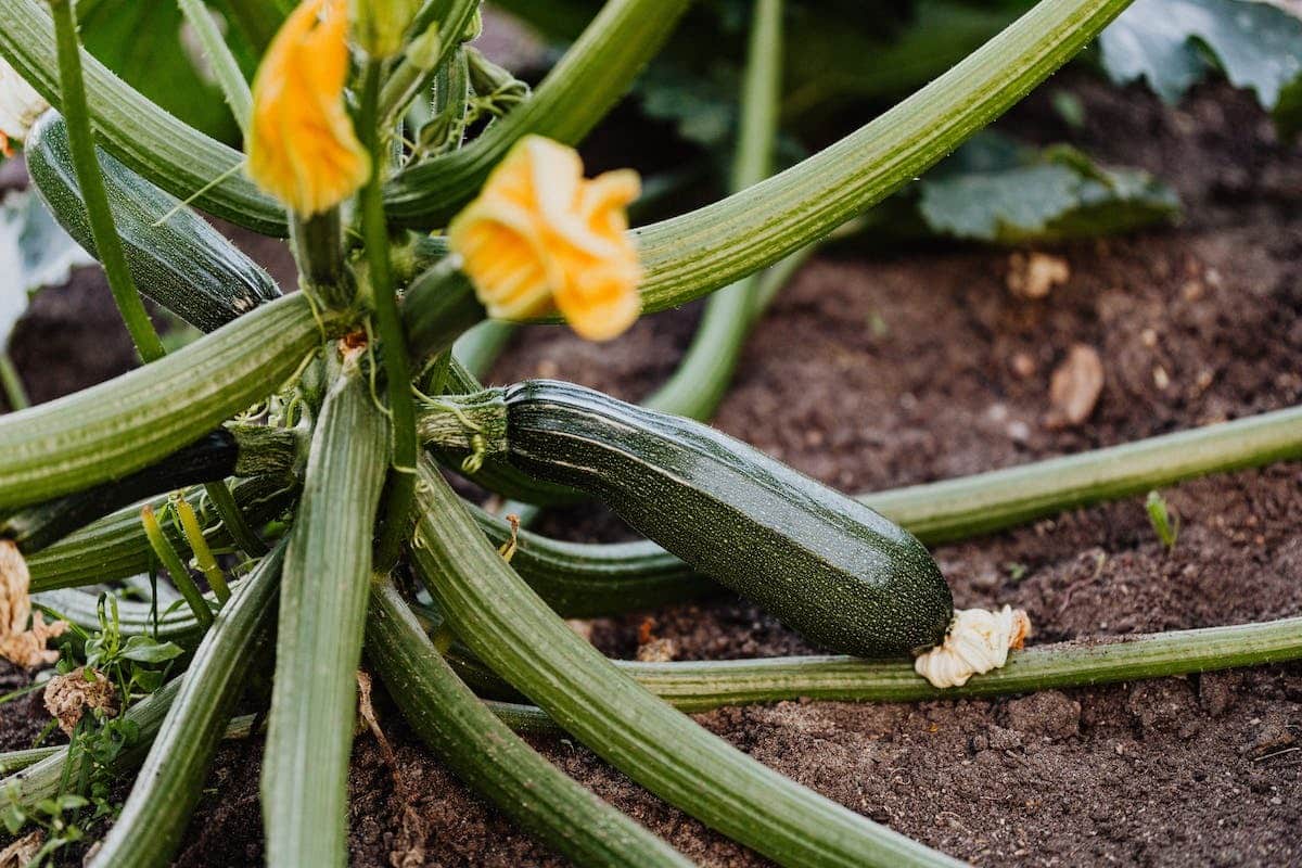 cueillette courgettes
